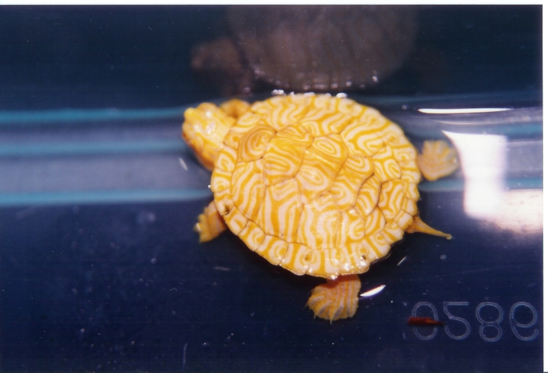 Albino_Peninsular_Cooter_Hatchling_Pic3