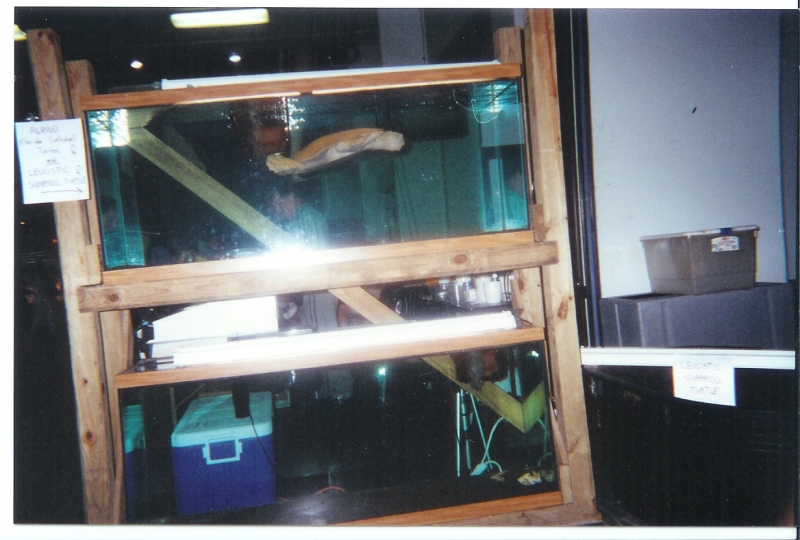Albino_softshell_display_aquariums_Daytona