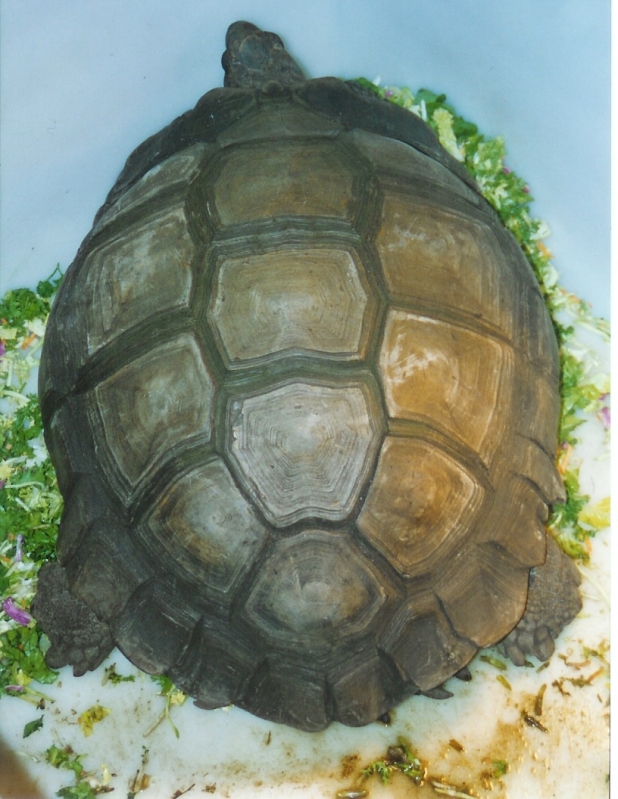 Giant_Burmese_Brown_Female_at_Tom_Crutchfields_circa_1990s_Pic3