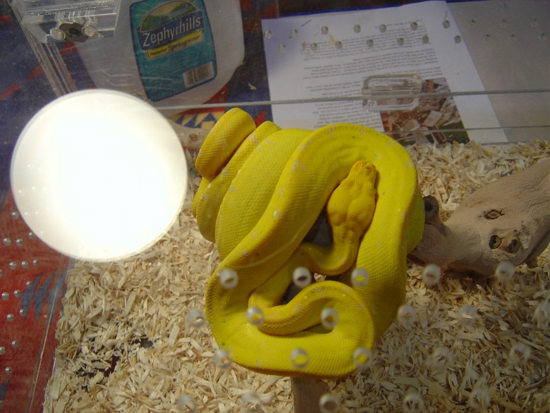 Tom_Crutchfield_s_Yellow_Chondropython