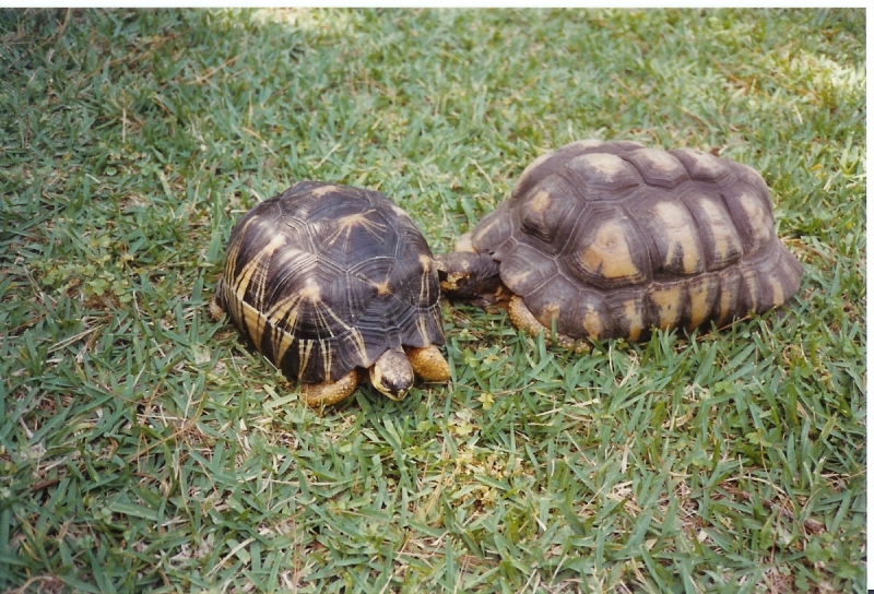 Very_Large_Radiated_Tortoises_Pic2