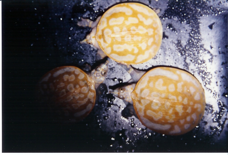 Xanthic_Florida_Softshell_Babies_Pic2