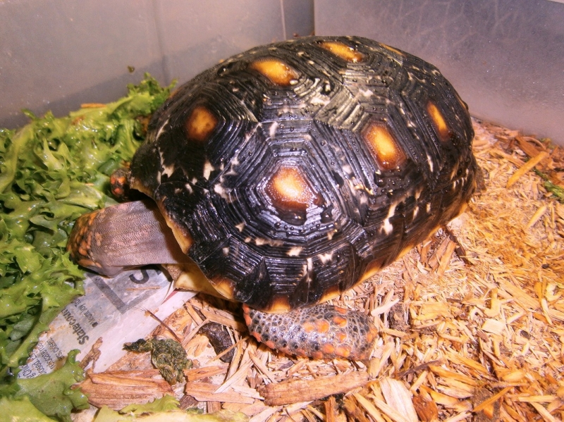 2010_red_foot.JPG