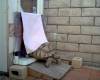 17884sulcata_coming_out_of_house6.jpg