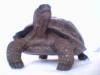 2806Galapagos_Tortoise_yearling.jpg