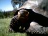 2806Tagus_20yr_old_Male_Galapagos_tortoise.jpg
