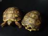 5518Yellow_Foot_Tortoises.JPG