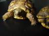5518Yellow_Foot_Torts.JPG