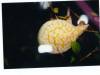 6942albino_fla_softshell_1.jpg