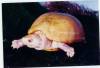 6942albino_mud_turtle.jpg