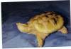 6942albino_snapper_northern.jpg