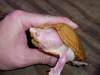 6942best_albino_razorback_photo.JPG