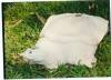 6942leucistic_Amyda_cartilaga_15_kilos.jpg