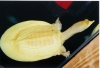 Albino_Asian_Softshell_Female_Pic2.jpg