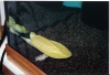 Albino_Asian_Softshell_Female_Pic4.jpg