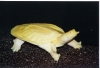 Albino_Asian_Softshell_Female_Pic5.jpg