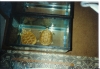 Albino_Florida_Snapping_Turtles_Pic2.jpg