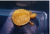 Albino_Peninsular_Cooter_Hatchling.jpg