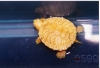 Albino_Peninsular_Cooter_Hatchling_Pic3.jpg