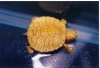 Albino_Peninsular_Cooter_Hatchling_Pic4.jpg