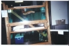 Albino_softshell_display_aquariums_Daytona.jpg