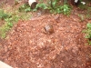 DSCF0017.JPG