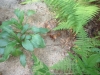 DSCF00254.JPG