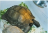 Giant_Burmese_Brown_Female_at_Tom_Crutchfields_circa_1990s.jpg