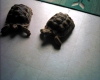 PICT0006.JPG