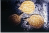 Xanthic_Florida_Softshell_Babies_Pic2.jpg