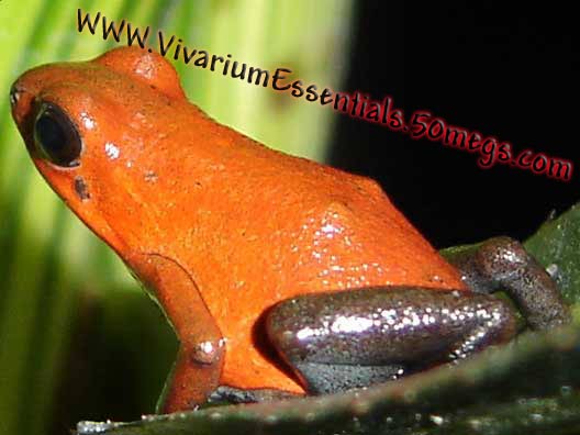 16618frog2