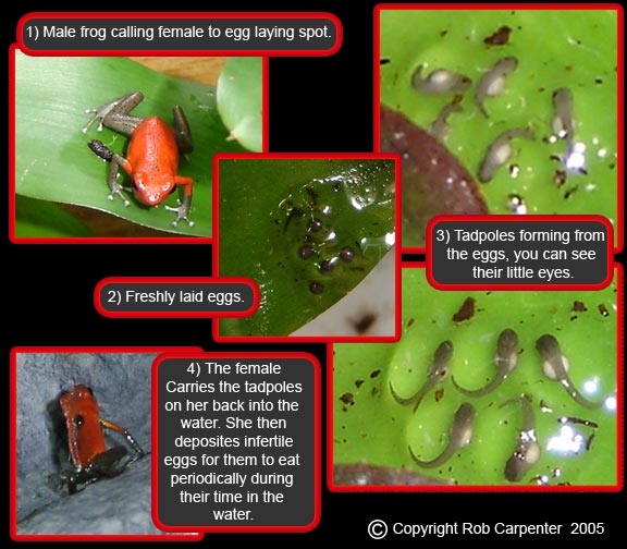 Frogeggs