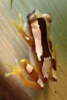 African_clown.png