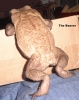 Climing_Beaver.jpg
