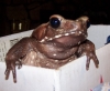 Elwood_box01.jpg