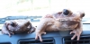 car_ontheRUN_desk.jpg