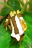 clown_reed_frog.png