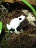 dans_frogs_02_04_06_009.jpg
