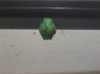 froggy.jpg