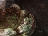 japfirebellynewt_640x480.jpg