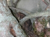 keysNtoad05.JPG
