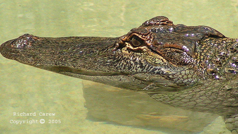 Am_Gator_4