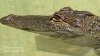 Am_Gator_4.JPG