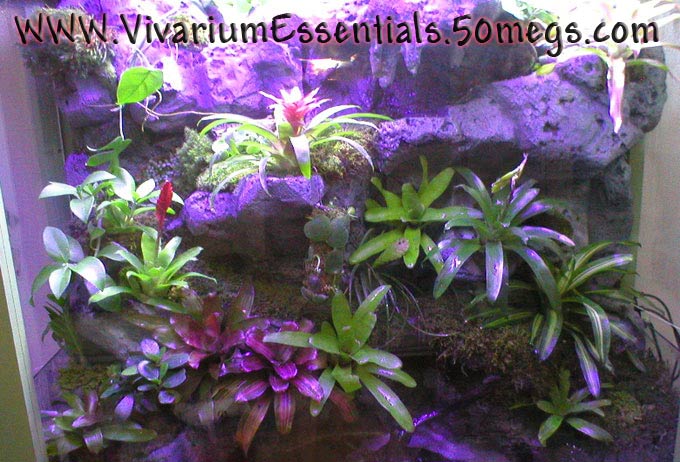16618Pumilio-Vivarium