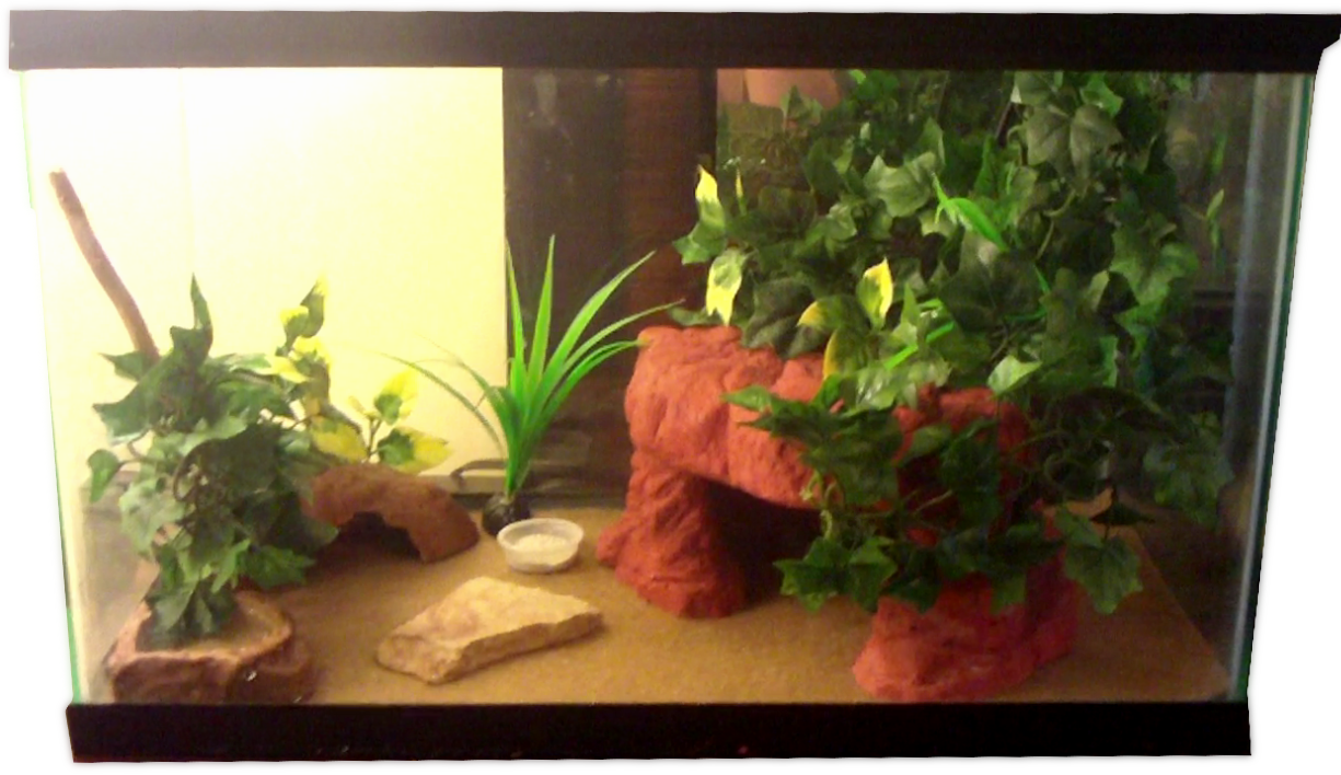LeopardGeckoHome