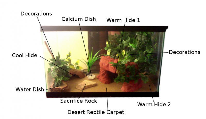 leopard gecko habitat 10 gallon