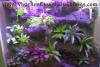 16618Pumilio-Vivarium.jpg