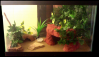 LeopardGeckoHome.png