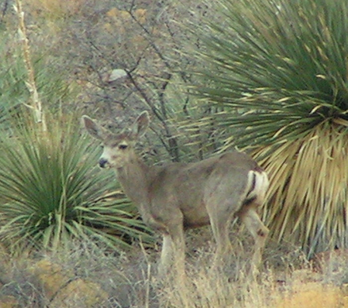 Mule_deer_Buck2