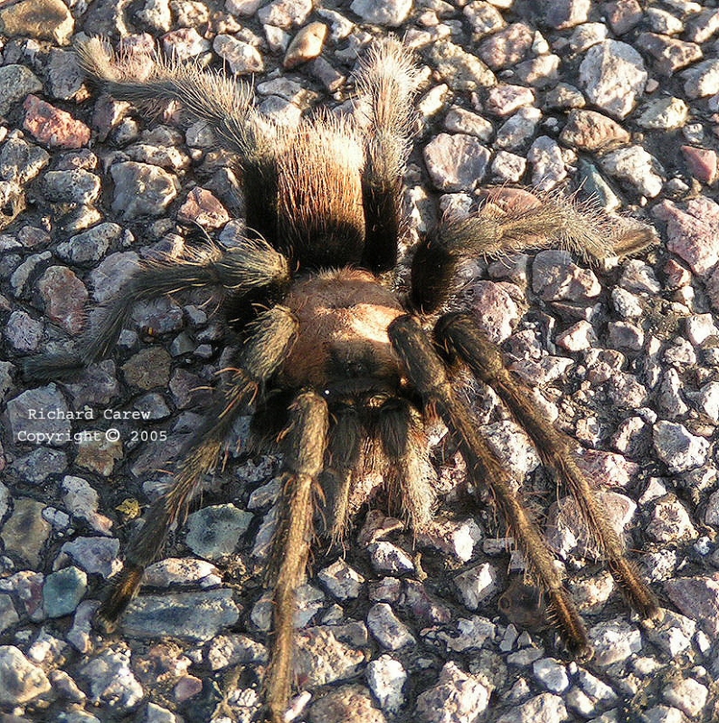 Tarantula_10
